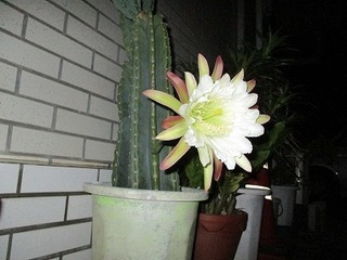 IMG_0329.jpg