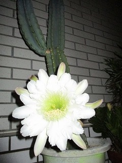 IMG_0330.jpg