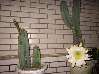 IMG_0332.jpg