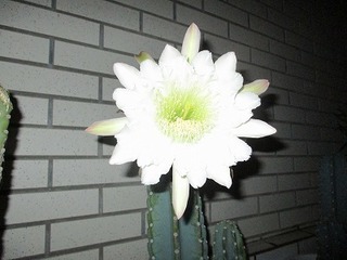 IMG_0344.jpg